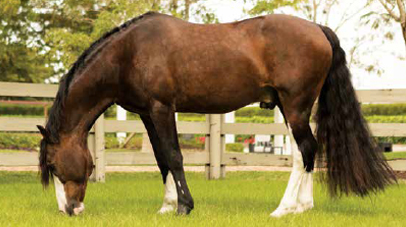 horse eating grass