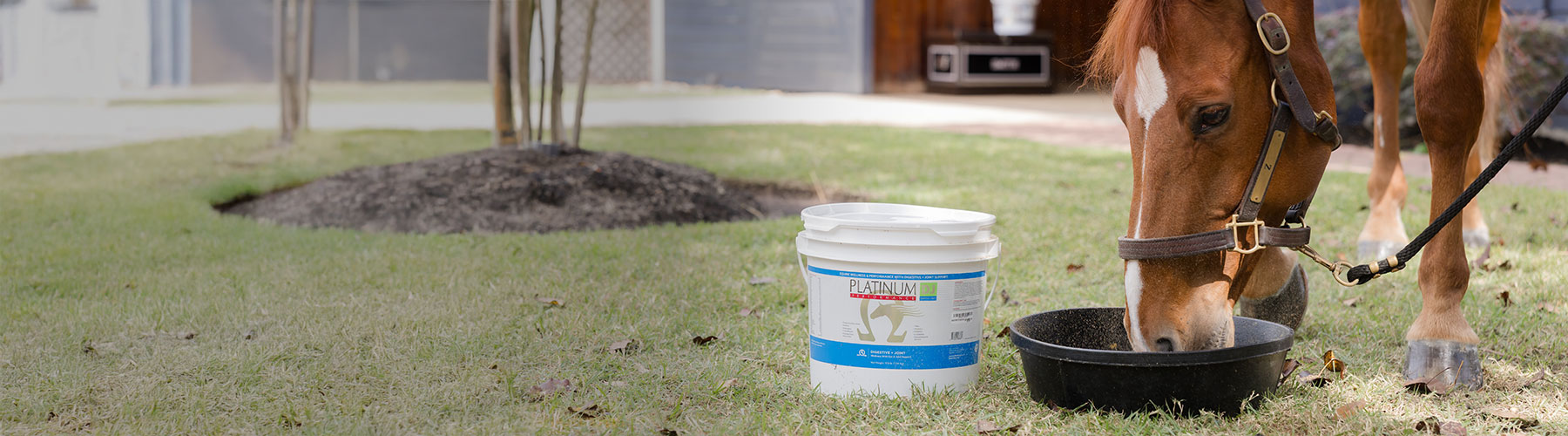 Platinum advisor with her horse