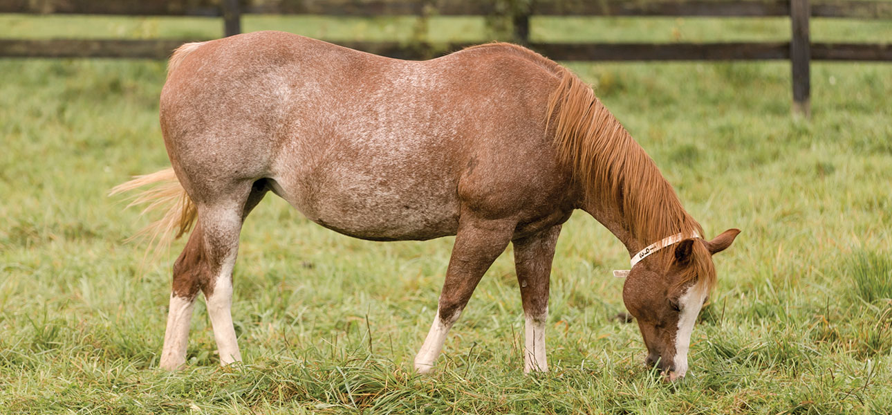 Embryo Transfer in Horses