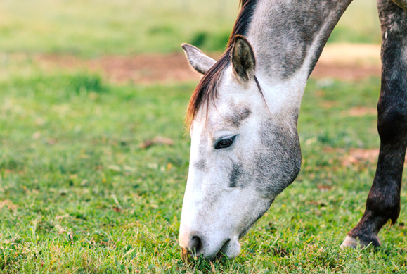 Karen Polle with horse