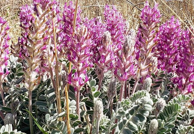 Locoweed