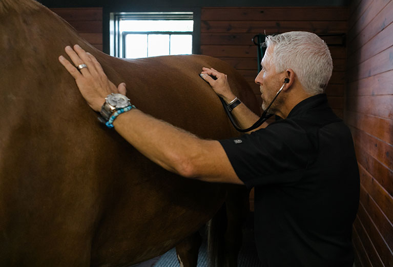 proactive support for in horses