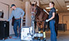 imaging for horses