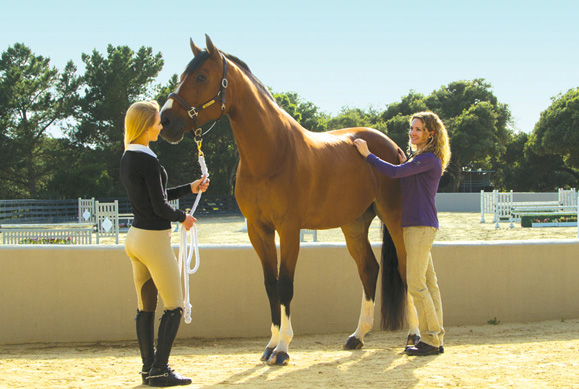 veterinarian and owner standing with horse