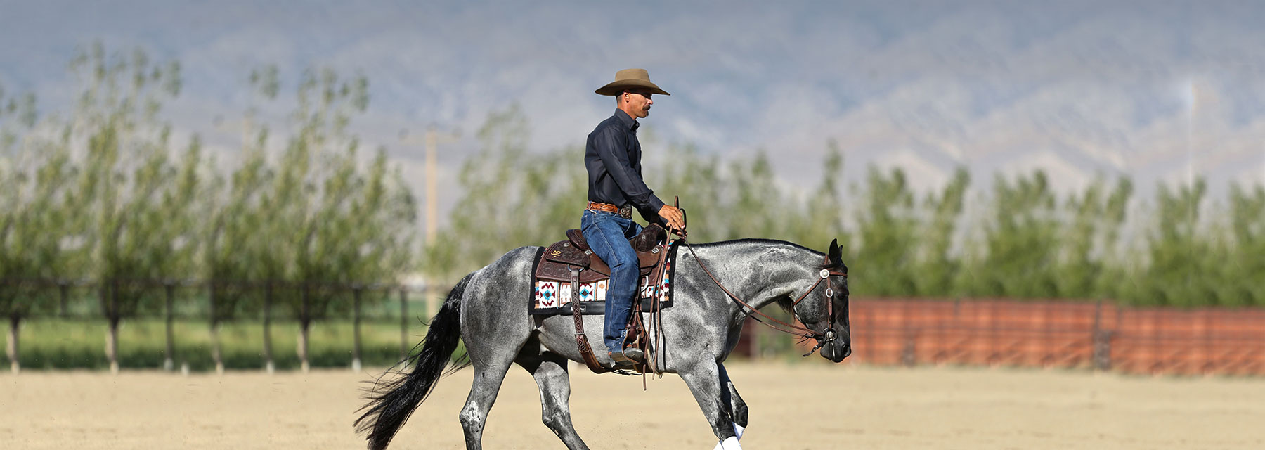 Horse Coat Supplements Equine Skin Care