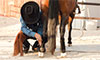 equine soft tissue injuries