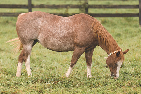 mare and foal
