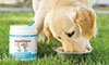 fresh dog food