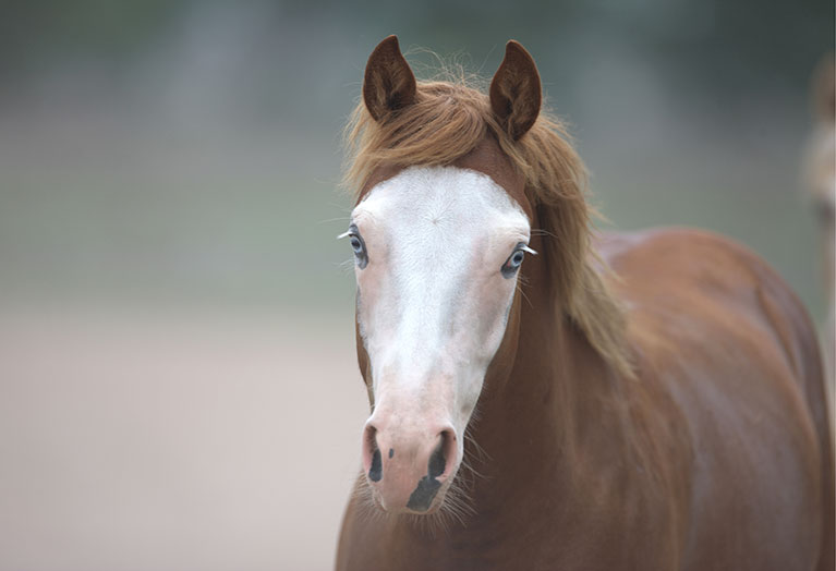 precision medicine for genetics in horses