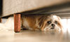 canine calming