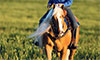 Skin & Respiratory Allergies in Horses