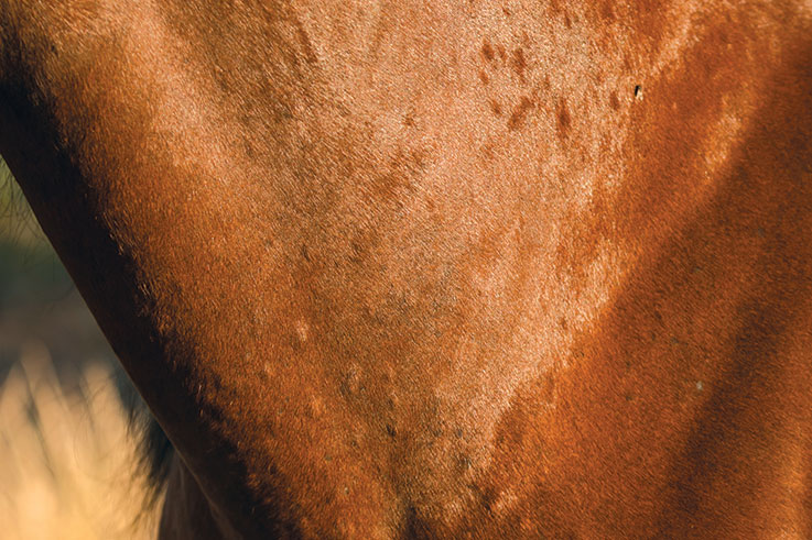 equine hives