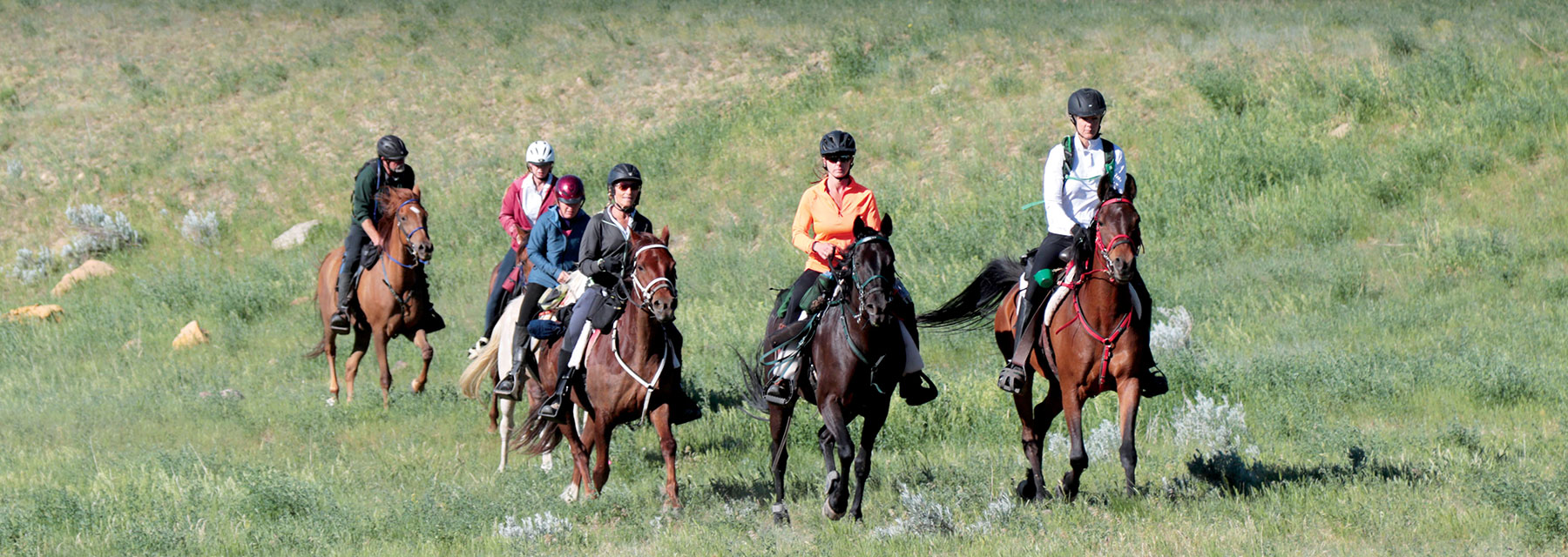 Topline in Horses