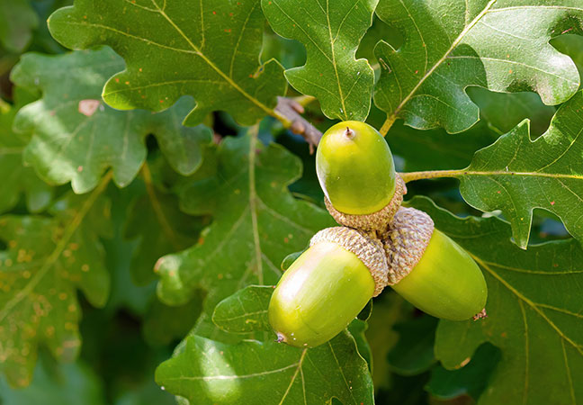 Oak