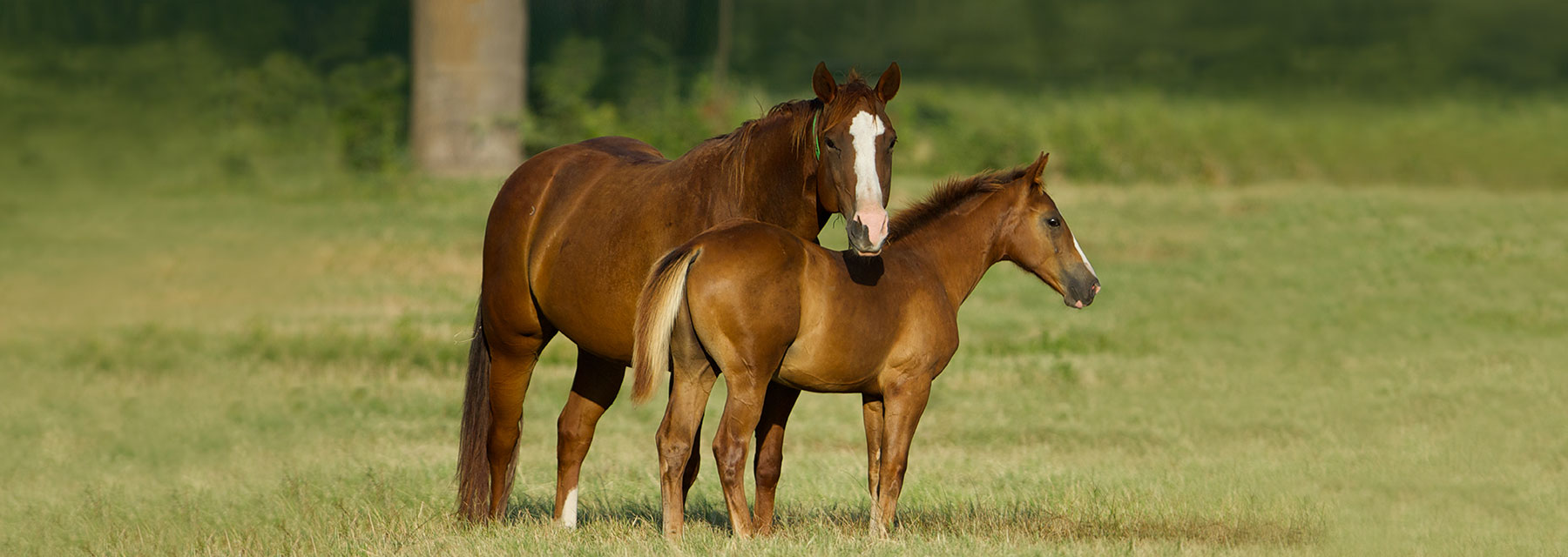 equine breeding season
