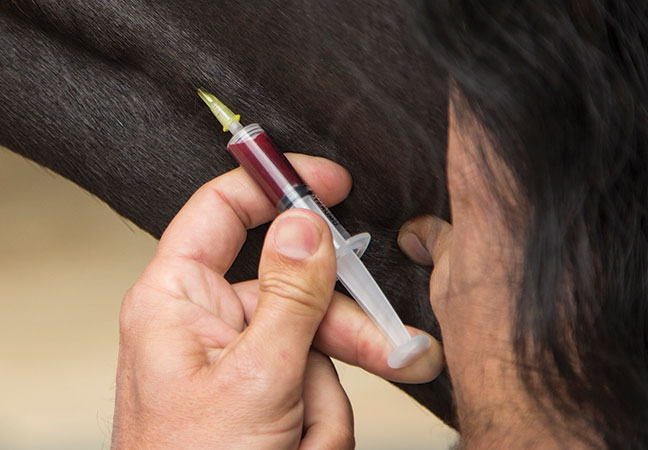 equine blood work