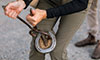 equine podiatry