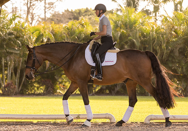 summer supplementation for horses