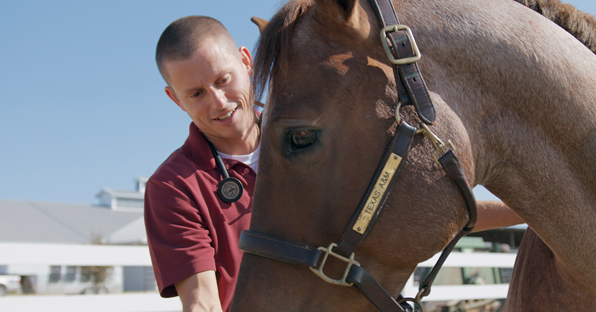 Dr. Canaan Whitfield examining a horse