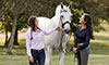 Equine Wellness Exams