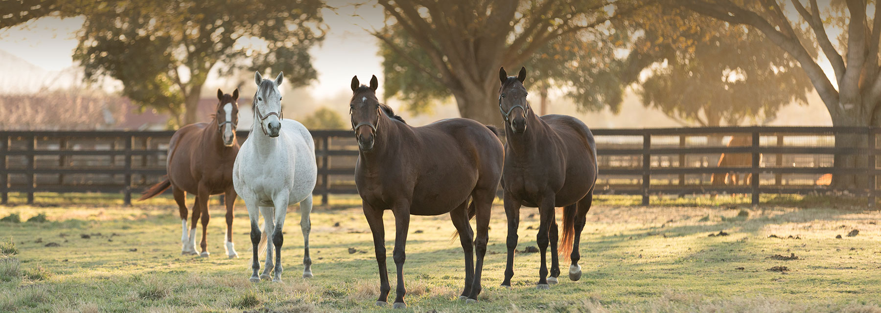 four broodmare horses