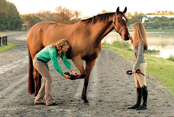 Equine Joint File