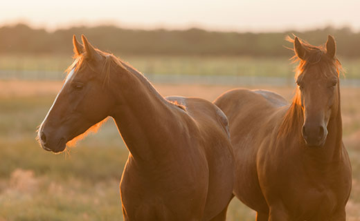breakover in horses