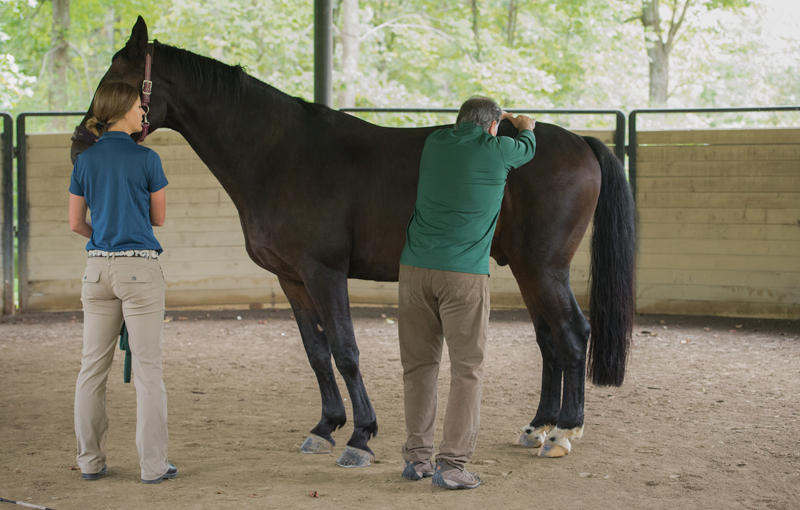 Kissing Spines in Horses