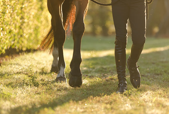 laminitis in horses