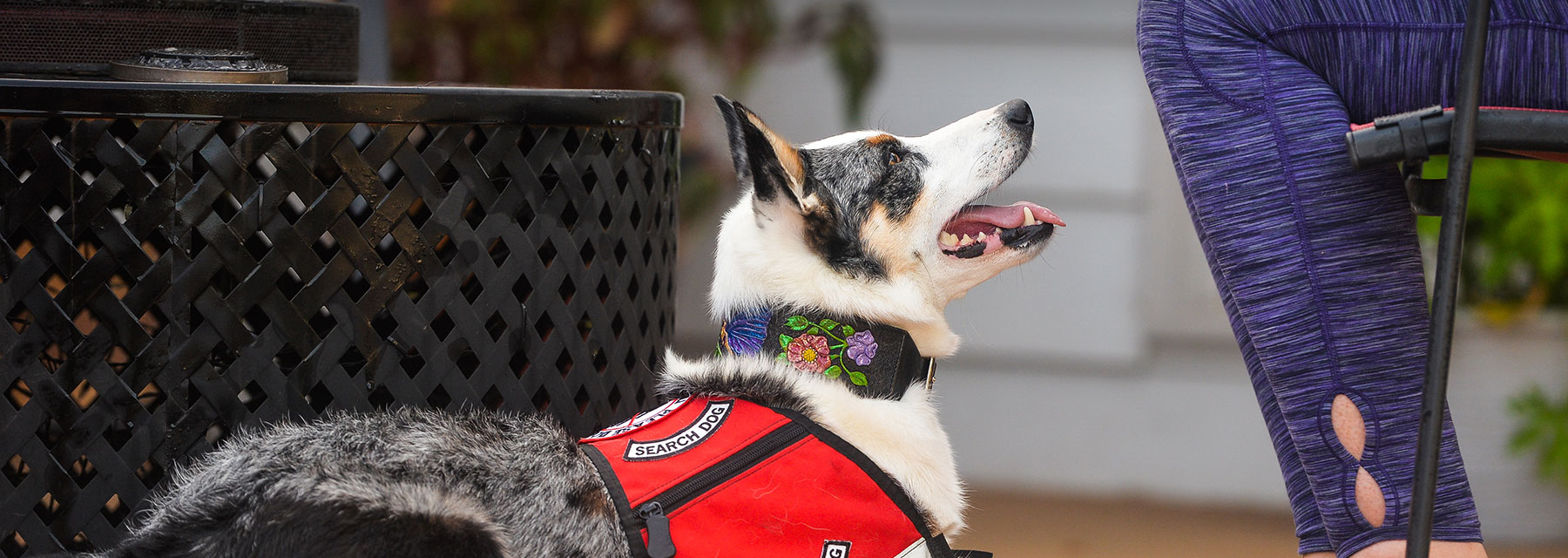 can service dogs sense migraines