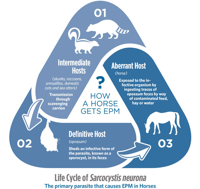 EPM in Horses Equine Protozoal Myeloencephalitis