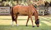 summer tools for horses