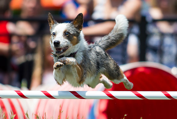 canine mobility