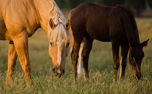 what should I feed my horse?