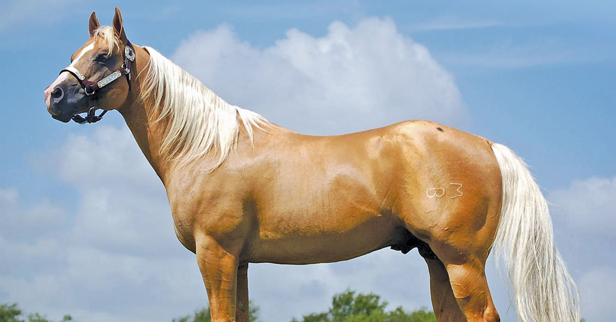 Nichols Quarter Horses Breeding Stallions