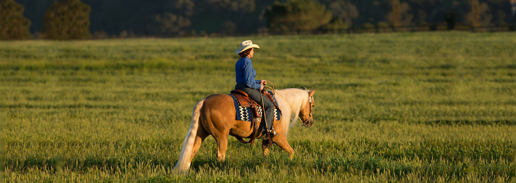 four broodmare horses