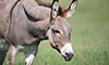 Ears Up: Understanding and Appreciating Mules and Donkeys