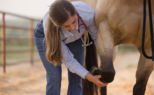 Equine Fractures