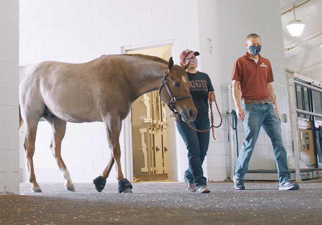 Dr. Canaan Whitfield walking through barn with horse