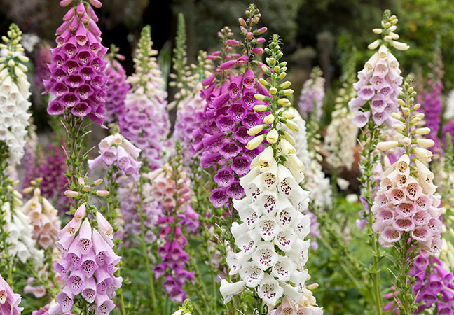 Foxglove