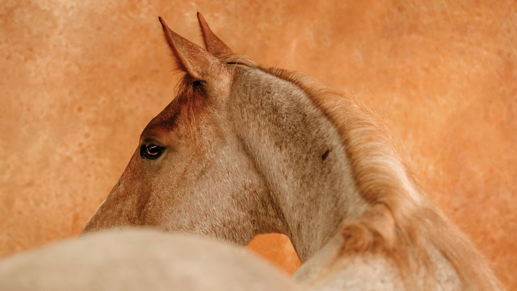 Close-up profile of a brown horse