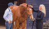 equine liver disease