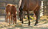 recipient mares