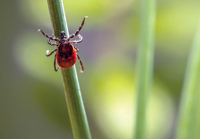 lyme disease in horses