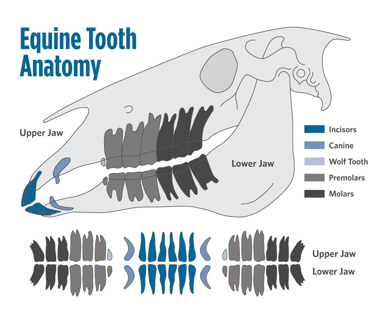 Equine tooth anatomy illustration