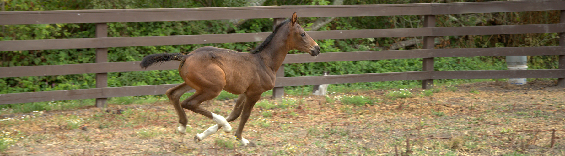Horse Diarrhea Equine Diarrhea Supplements