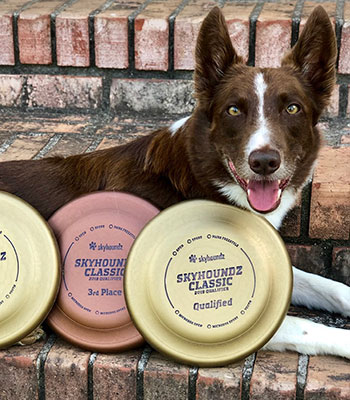 Is dog frisbee a sport?