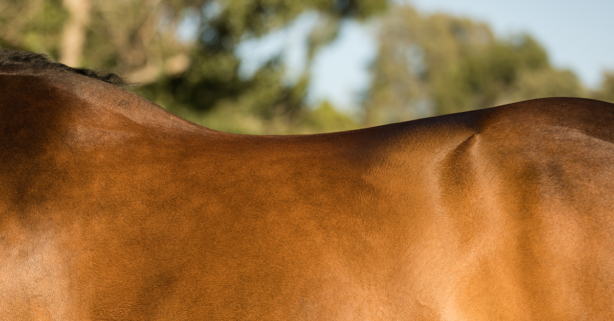 Topline in Horses Topline Supplement for Horses