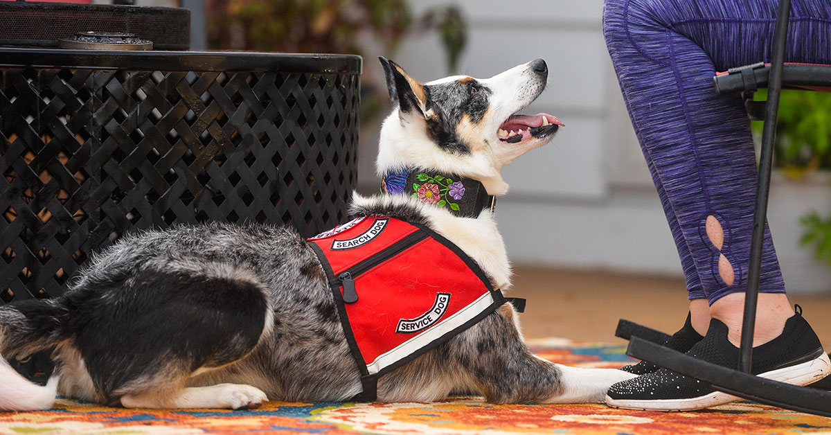 can service dogs sense migraines