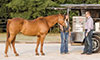 HYPP in horses